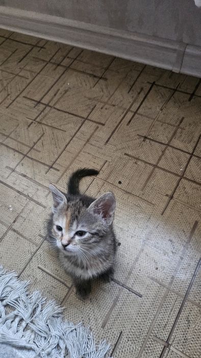 Отдам даром котят