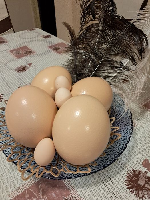 De vinzare oua de strut calitate superioara 0 colesterol