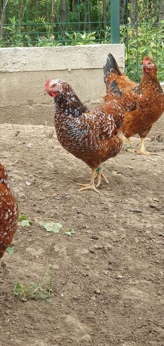 Ouă pentru incubat Pita Pinte Porțelan