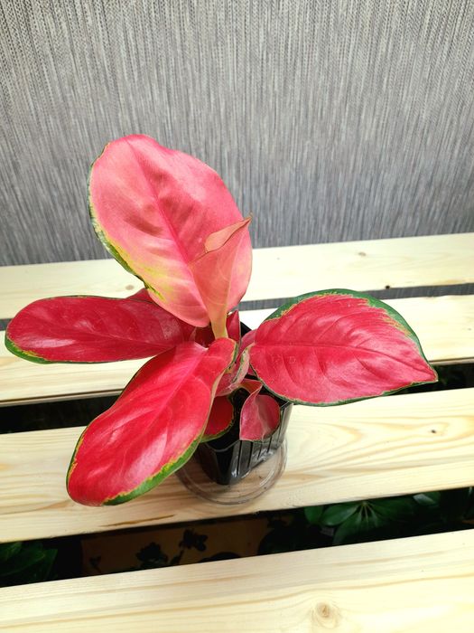 Продам Аглаонема Ред