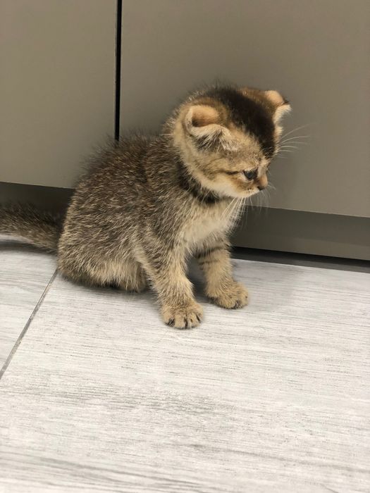 It uslubidagi qaynonaning mushuki yaqin planda