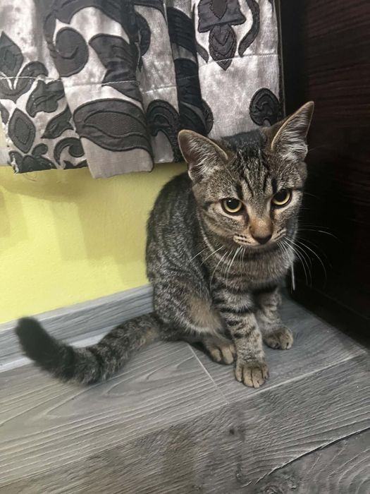 Ofer spre adopție  un motănel și o pisicuța