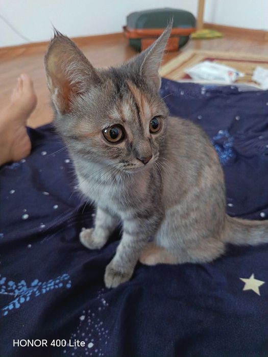 Котята отдам в хорошие руки
