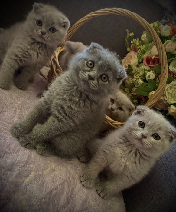 Малки клепоухи пухчета