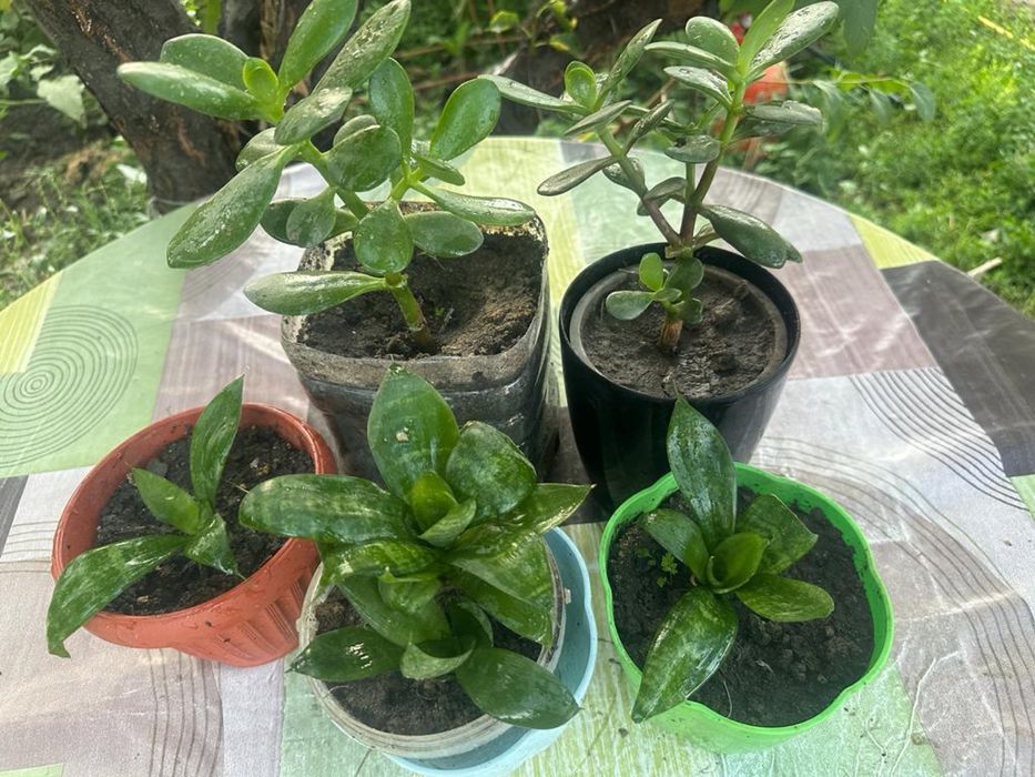 Продам комнатные цветы