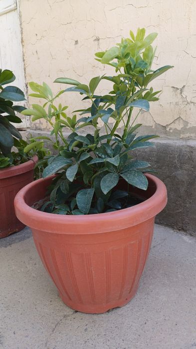 Manzarali gullar