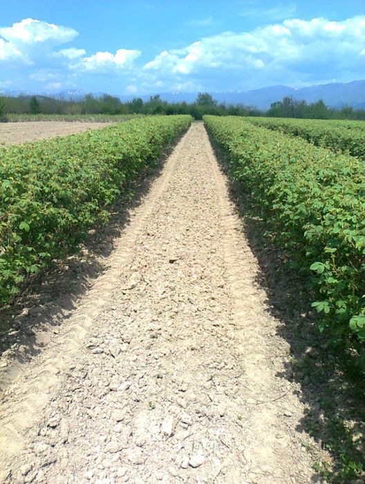 Разсад маслодайна роза