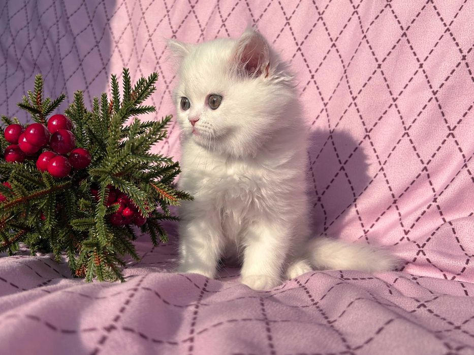 Scottish Straight Longhair - fetita, exemplar superb, cu Pedigree