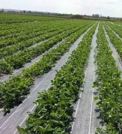 Folie Agrotextil,REZISTENTA LA PERFORARE, 0.83x100 Ecologica,Filtru UV