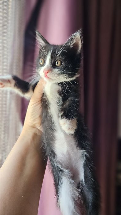 Котята домашние 2 месяца
