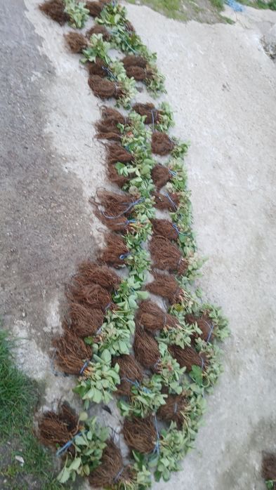 Качествен разсад ягоди