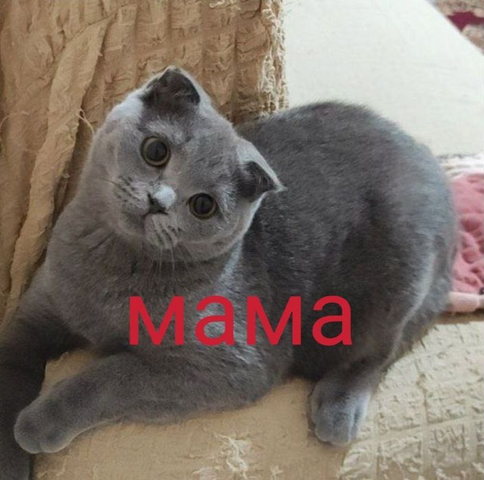 Продаются шикарные котята! Три девочки британочки.