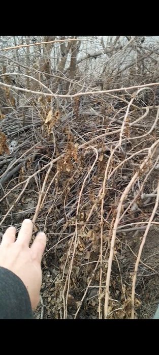 Mayda shox o‘tinlar sotiladi,  aralash qalin o‘tinlarxam bor