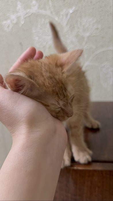 Котенок 2,5 месяца