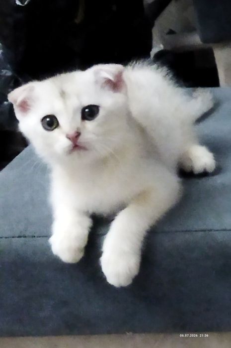 Продаются шотландские чистокровные котята