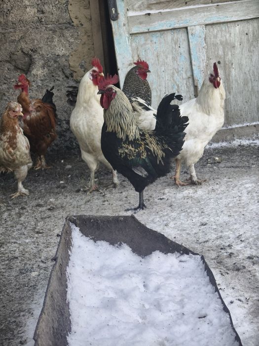 Петухи молодняк домашние