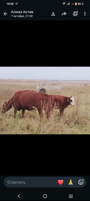 Продам коров с подсосными телятами