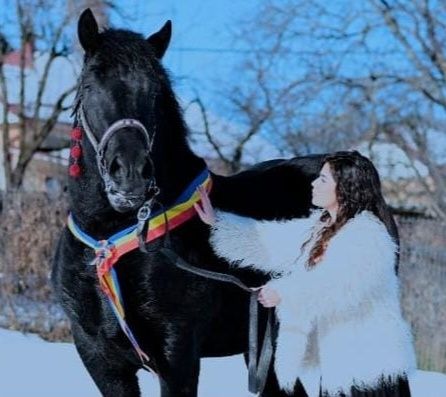 Armăsar pentru montă