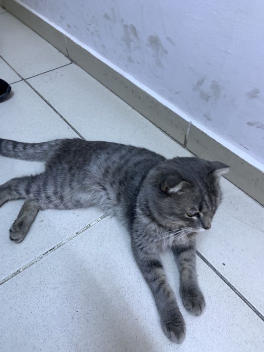 Щотланские мысық