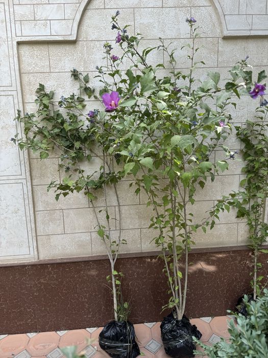 Гибискус гул дарахт