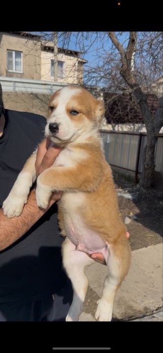 Щенята алабая 48-49 дней