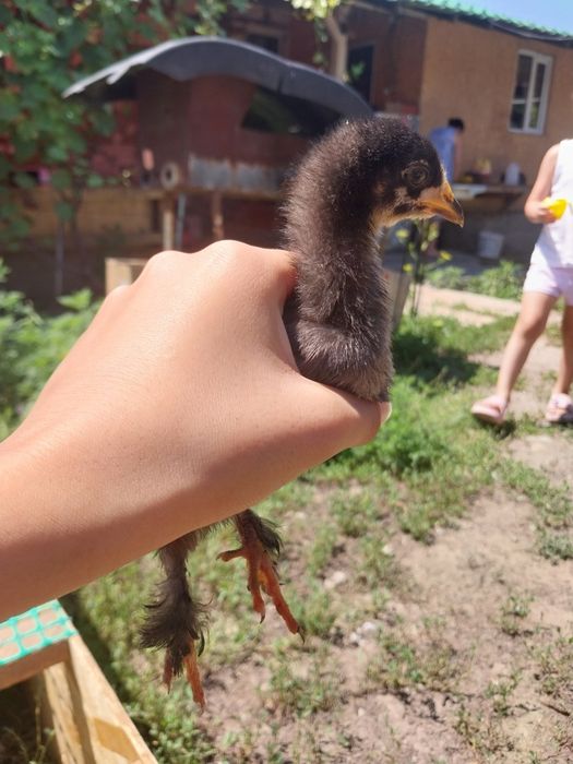 Продам цеплят брама