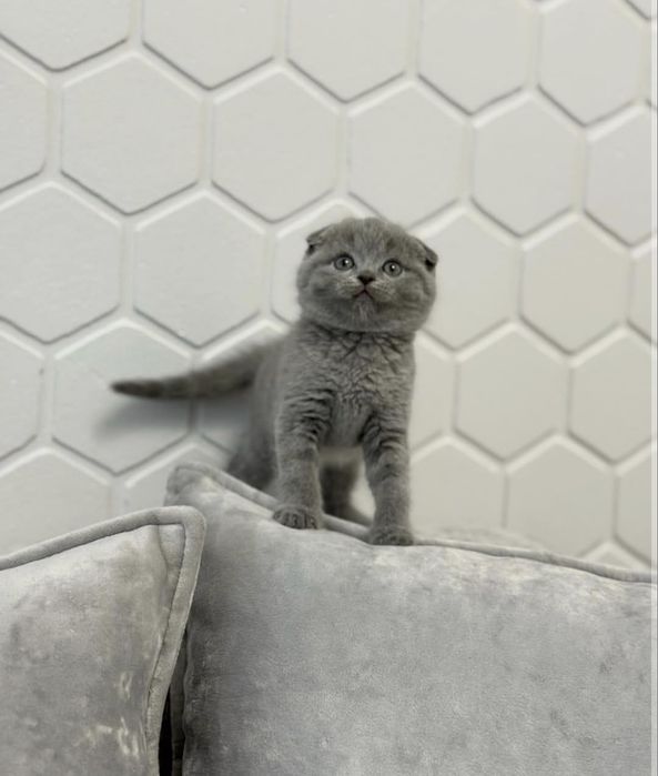 Шотландцы Скоттиш Фолды