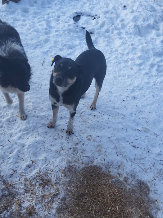 Пристраиваются в добрые ручки