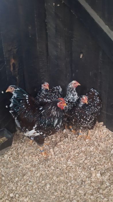 Familie Wyandotte pitic porțelan