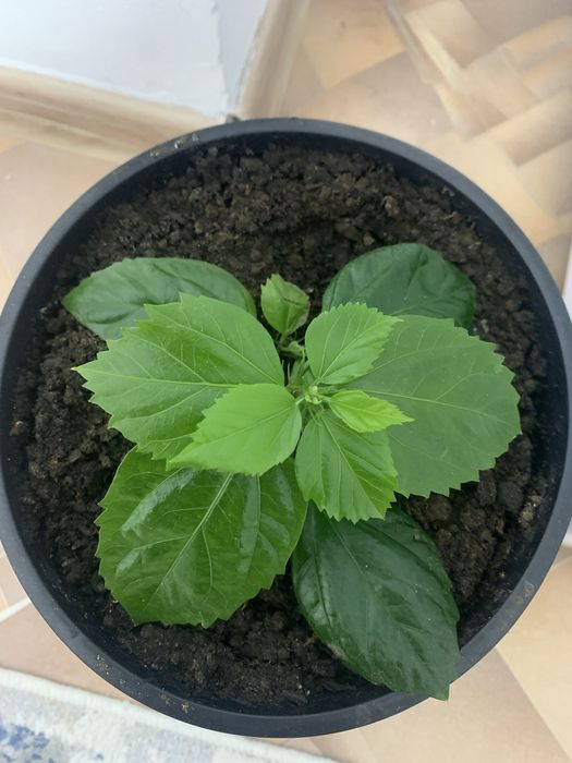 Комнатные растения