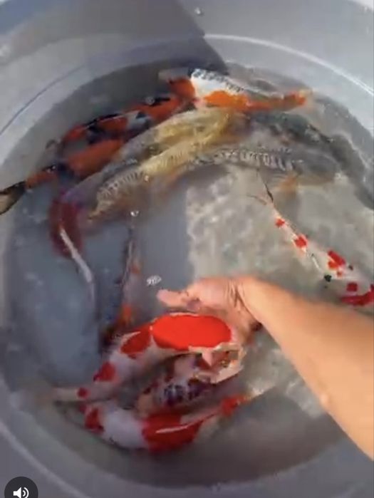 Кои ыба для пруда