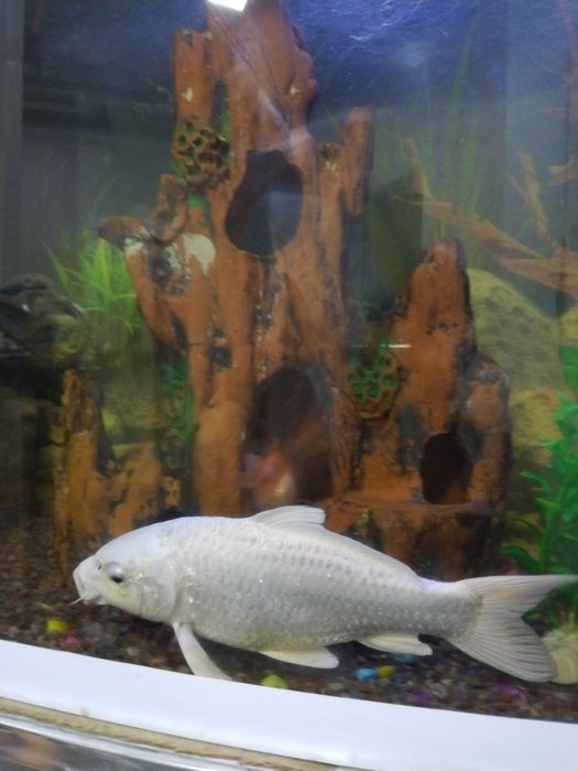 Koya platina baliqlar