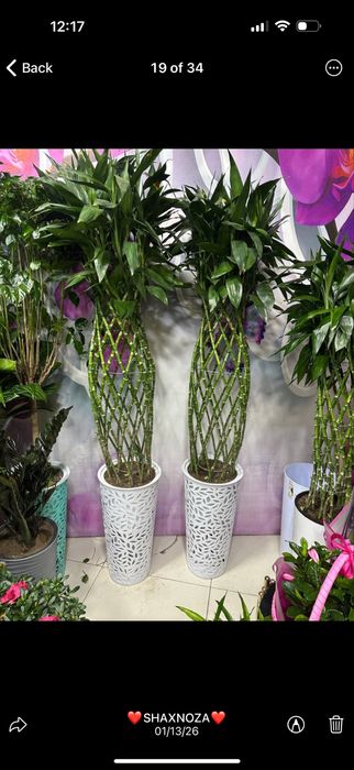 Комнатный ростения