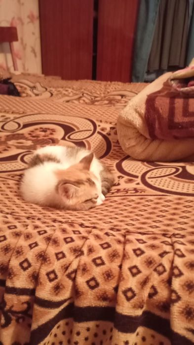 Отдаем красивую кошечку бесплатно