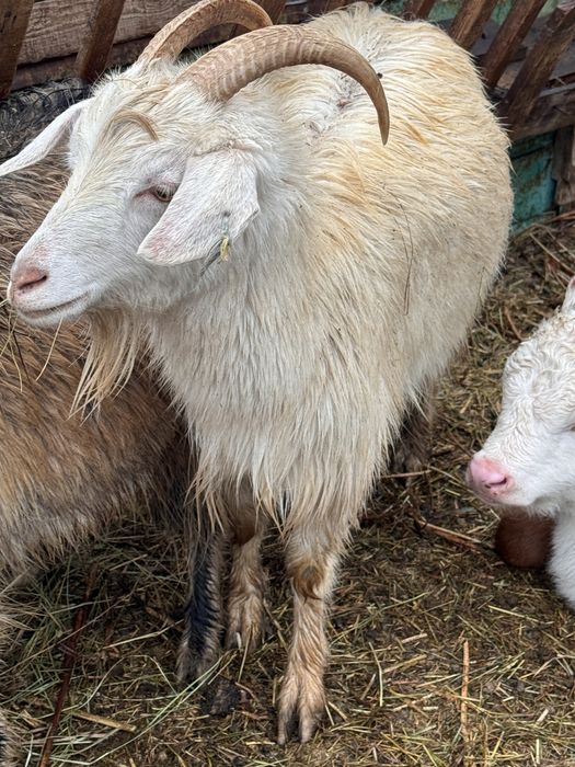 Ешкилер сатылады