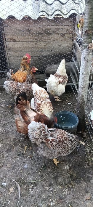 Vand gaini motate si gaini wiandotte