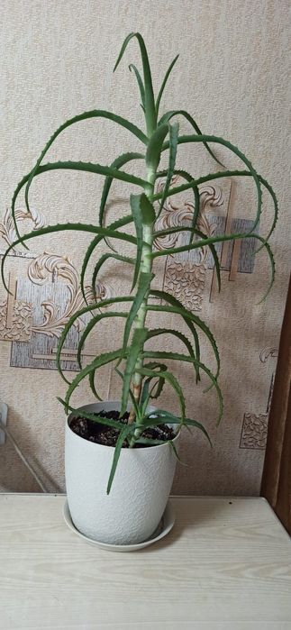 Продам алоэ вера