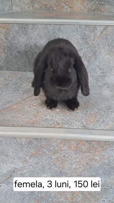 Iepuri berbec pitic