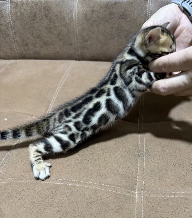 Bengal qoplon mushuk bolasi