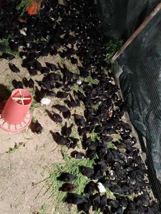 Андижон кора Шахзода жужалар Бир ойлик