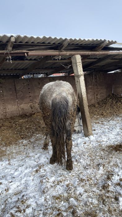 Жылқы Откорм