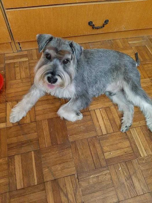 Продавам мъжко куче шнауцер с родословие