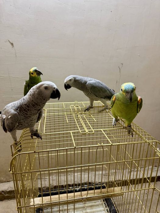 Amazon Jako sotiladi