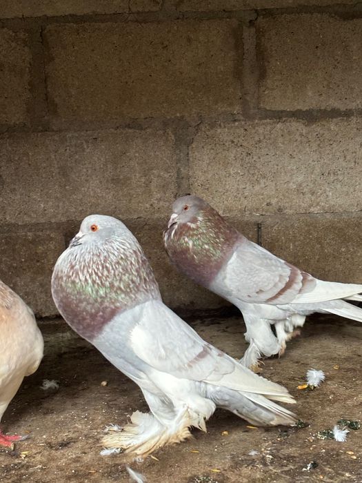 Gușați de Pomerania