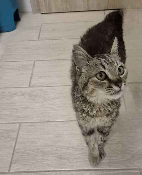 Peticel pisica blanda