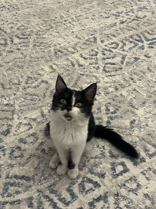 Котенок в добрые руки,девочка