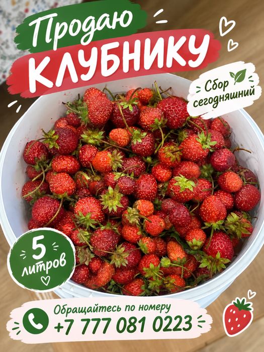 Клубника дачная пят литров