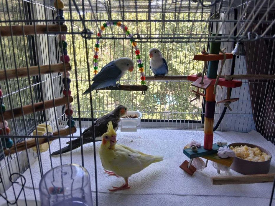 Неразлучник попугай сотилади донаси (штук) 500.000 сумдан