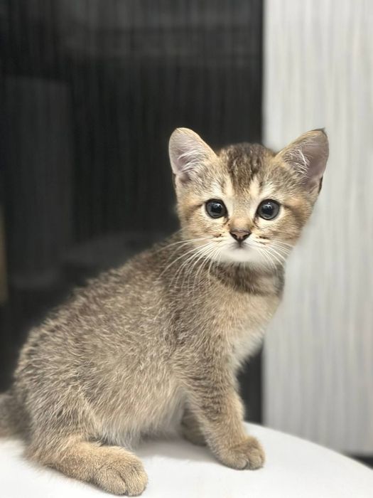 Срочно продаются котята