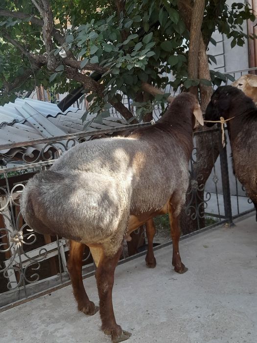 Qurbonlikka Katta Qòchqorlar bor!